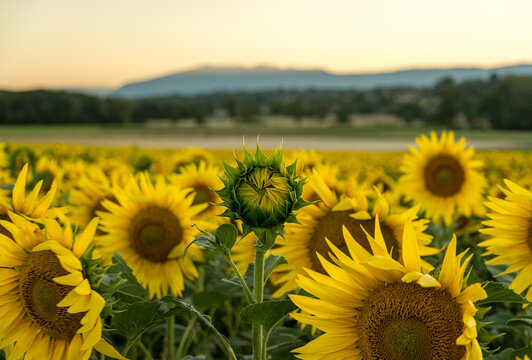 Sunflower field at sunset with a budding flower in Geneva, Swiss
