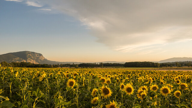 Vibrant sunflower field under a sprawling sunset sky in Geneva, Swiss