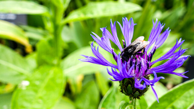 Bee collecting nectar from vibrant Centaurea cyanus