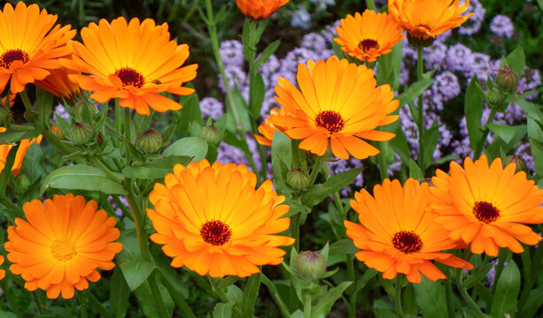 Vibrant Calendula officinalis flowers in full bloom