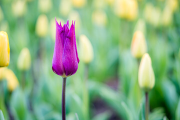 Close-up view of vibrant purple tulip against a yellow tulip backdrop