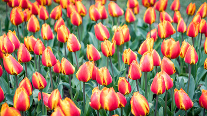 Vibrant red and yellow tulips in full bloom in a field