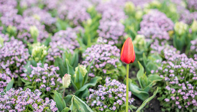 Red tulip stands out in a field of purple Pericallis hybrida