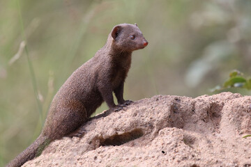 Südliche Zwergmanguste / Dwarf mongoose / Helogale parvula