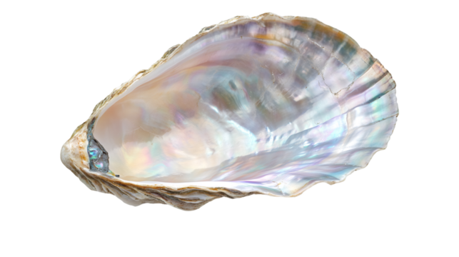 Iridescent empty abalone shell with transparent background, perfect for nature and ocean-themed projects