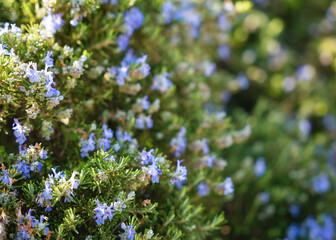 Blue rosemary flowers in the garden