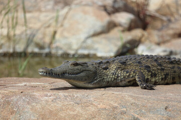 Nilkrokodil / Nile crocodile / Crocodylus niloticus.