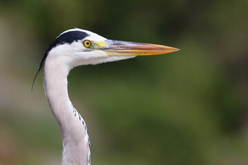 Afrikanischer Graureiher / Grey heron / Ardea cinerea
