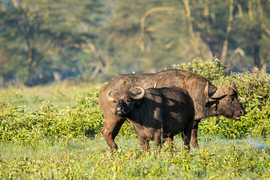 Two African buffalos grazing peacefully at Lake Nakuru