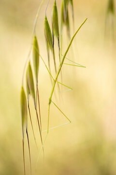 Stick insect camouflaged among green blades of grass
