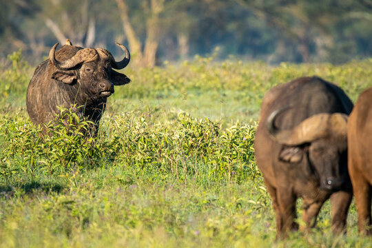 Buffalo grazing in the lush grasslands of Lake Nakuru