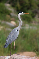 Afrikanischer Graureiher / Grey heron / Ardea cinerea