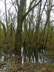 Obraz premium Fretin, February 2025: Hiking in the Fretin marshes, surrounded by trees and nature