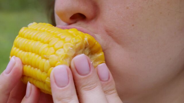Woman eating yellow boiled corn cob close up during summer picnic outdoors