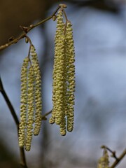 Naklejka premium Fretin, February 2025: Hiking in the Fretin marshes, surrounded by trees and nature