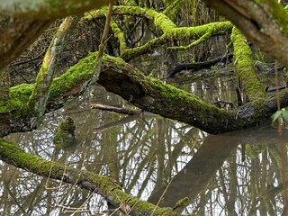 Fretin, February 2025: Hiking in the Fretin marshes, surrounded by trees and nature