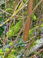 Fretin, February 2025: Hiking in the Fretin marshes, surrounded by trees and nature