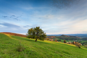 Obraz premium A lonely tree on a hill in a spring landscape.