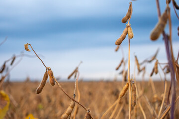 Dried soybean plants stand tall in a wide agricultural field under overcast skies, signaling the...