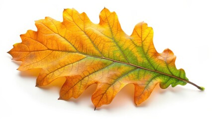 Autumn Oak Leaf on White Background