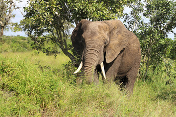 Fototapeta premium Afrikanischer Elefant / African elephant / Loxodonta africana