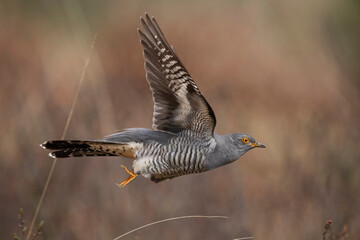 Cuckoo, flying, close up, on moorland in Scotland in the spring