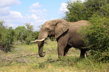 Afrikanischer Elefant / African elephant / Loxodonta africana