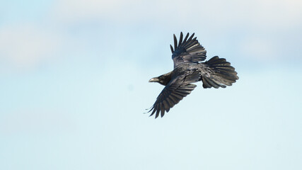 Obraz premium Primer pano de cuiervo en vuelo