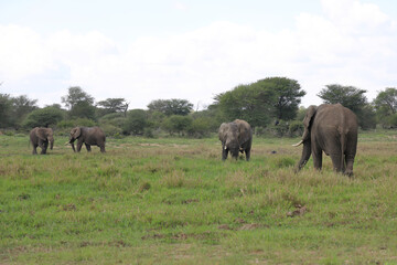 Fototapeta premium Afrikanischer Elefant im Schlamm / African elephant in the mud / Loxodonta africana