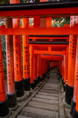 shinto shrine arches in Fushimi Inari in Japan 