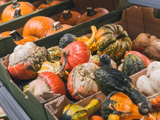 Pumpkin harvest on the shelf in a grocery supermarket. Harvest used for Halloween