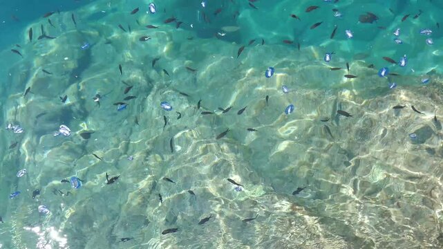 Ocean water background with small fish and velella jellyfish floating on surface