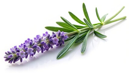 Fototapeta premium Lavender Sprig on White Background