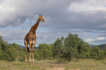Giraffe / Giraffe / Giraffa camelopardalis