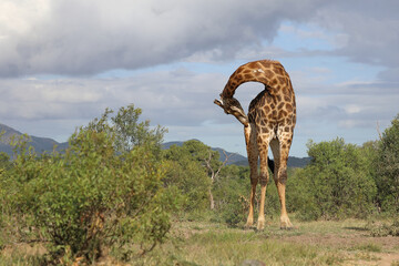 Giraffe / Giraffe / Giraffa camelopardalis
