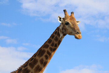 Giraffe / Giraffe / Giraffa camelopardalis