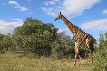 Giraffe / Giraffe / Giraffa camelopardalis