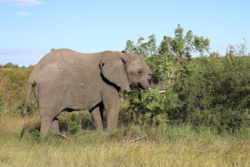 Fototapeta premium Afrikanischer Elefant / African elephant / Loxodonta africana