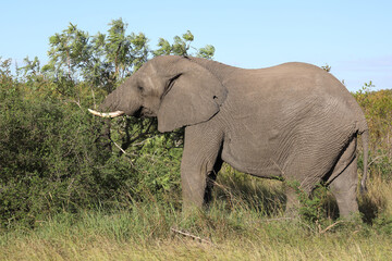 Obraz premium Afrikanischer Elefant / African elephant / Loxodonta africana