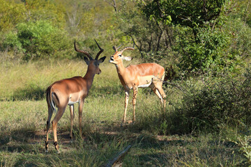 Schwarzfersenantilope / Impala / Aepyceros melampus