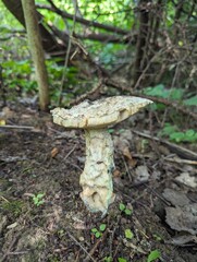 A completely eaten Leccinum duriusculum mushroom in a summer forest