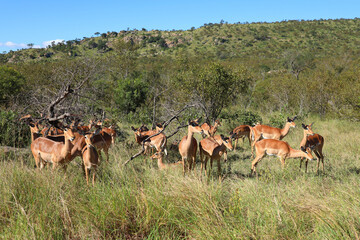 Schwarzfersenantilope / Impala / Aepyceros melampus