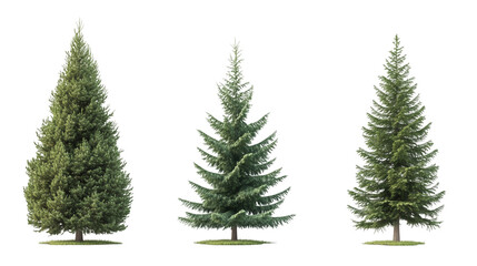Obraz premium Fir tree trio standing tall against transparent backdrop, surrounded by verdant grass blades
