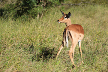 Schwarzfersenantilope / Impala / Aepyceros melampus