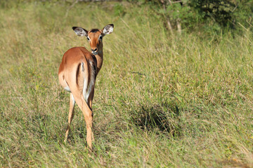 Schwarzfersenantilope / Impala / Aepyceros melampus
