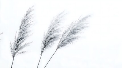 Fototapeta premium Three graceful pampas grass plumes sway gently