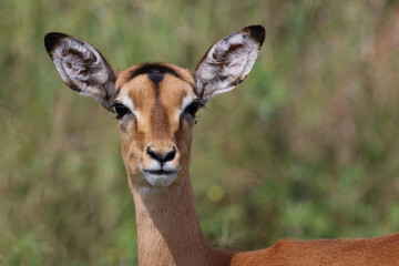 Schwarzfersenantilope / Impala / Aepyceros melampus.