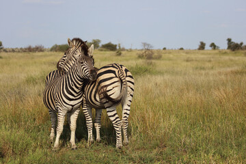 Steppenzebra / Burchell's zebra / Equus quagga burchellii