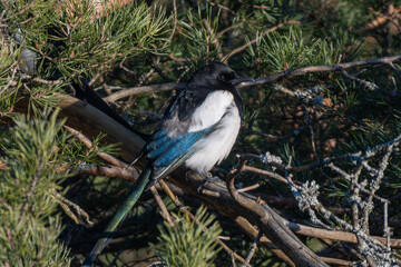 Obraz premium Magpie in norwegian forest