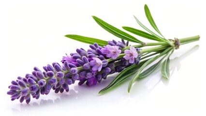 Naklejka premium Lavender Sprig on White Background
